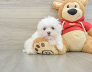 8 week old Maltese Puppy For Sale - Lone Star Pups