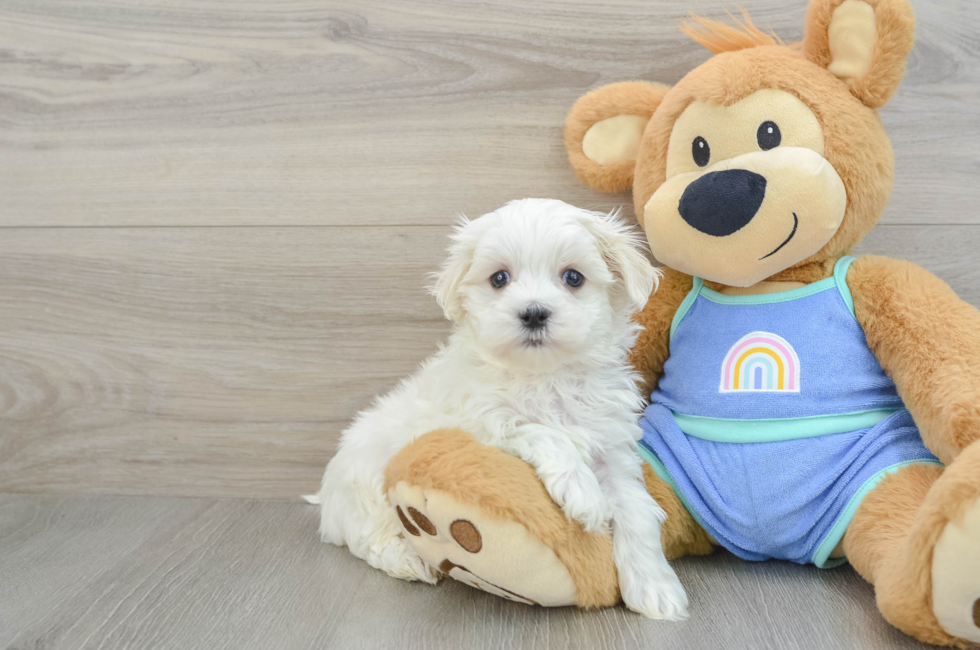 7 week old Maltese Puppy For Sale - Lone Star Pups