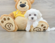 7 week old Maltese Puppy For Sale - Lone Star Pups