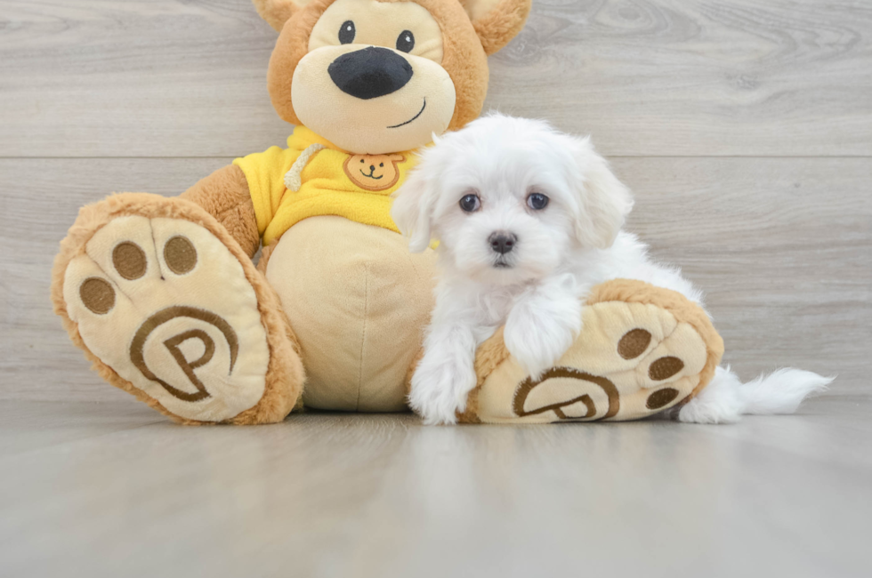 7 week old Maltese Puppy For Sale - Lone Star Pups