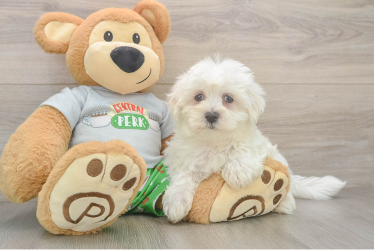 Friendly Maltese Baby