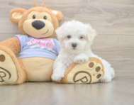 7 week old Maltese Puppy For Sale - Lone Star Pups