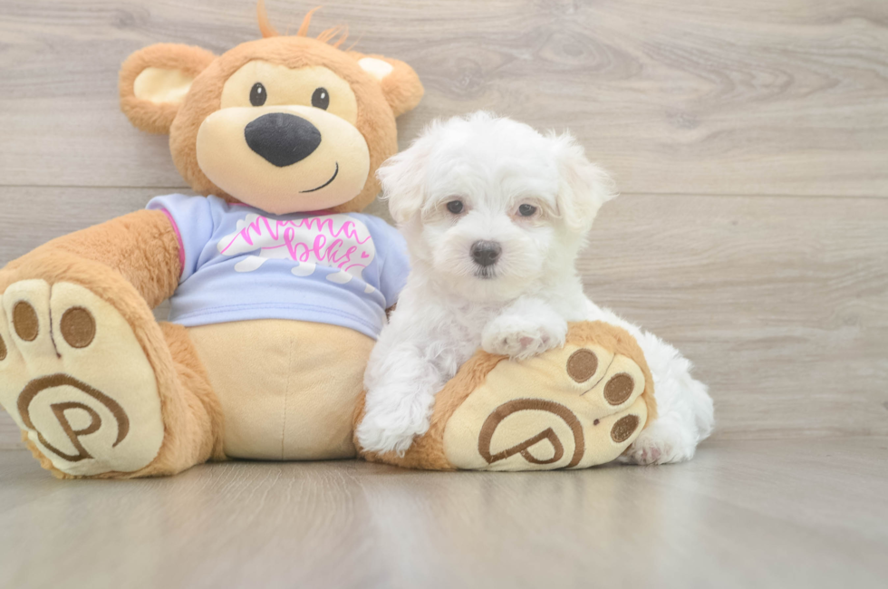 7 week old Maltese Puppy For Sale - Lone Star Pups