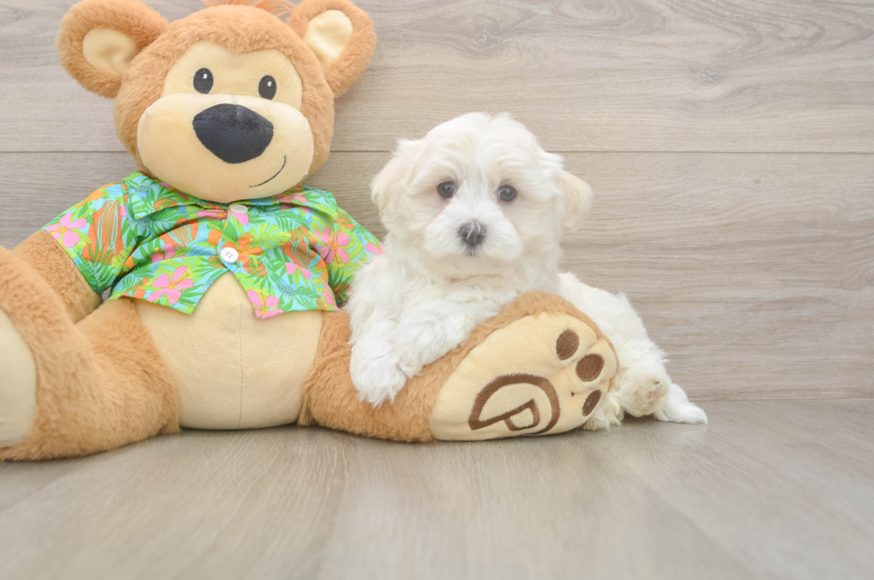 7 week old Maltese Puppy For Sale - Lone Star Pups