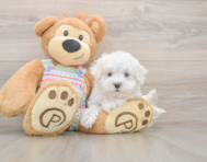 7 week old Maltese Puppy For Sale - Lone Star Pups