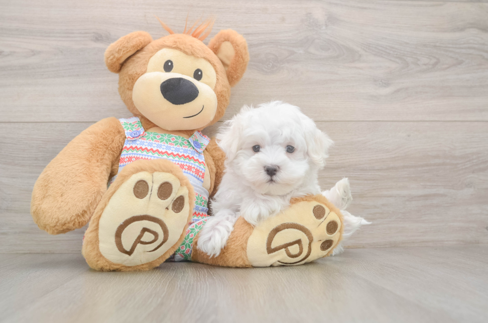 7 week old Maltese Puppy For Sale - Lone Star Pups