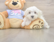 10 week old Maltese Puppy For Sale - Lone Star Pups