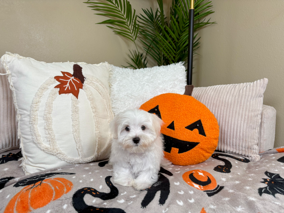 Cute Maltese Purebred Pup