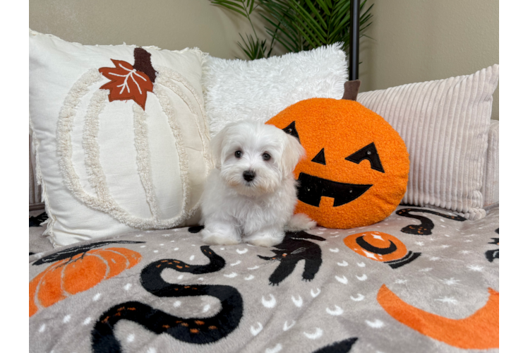 Maltese Pup Being Cute