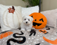 10 week old Maltese Puppy For Sale - Lone Star Pups
