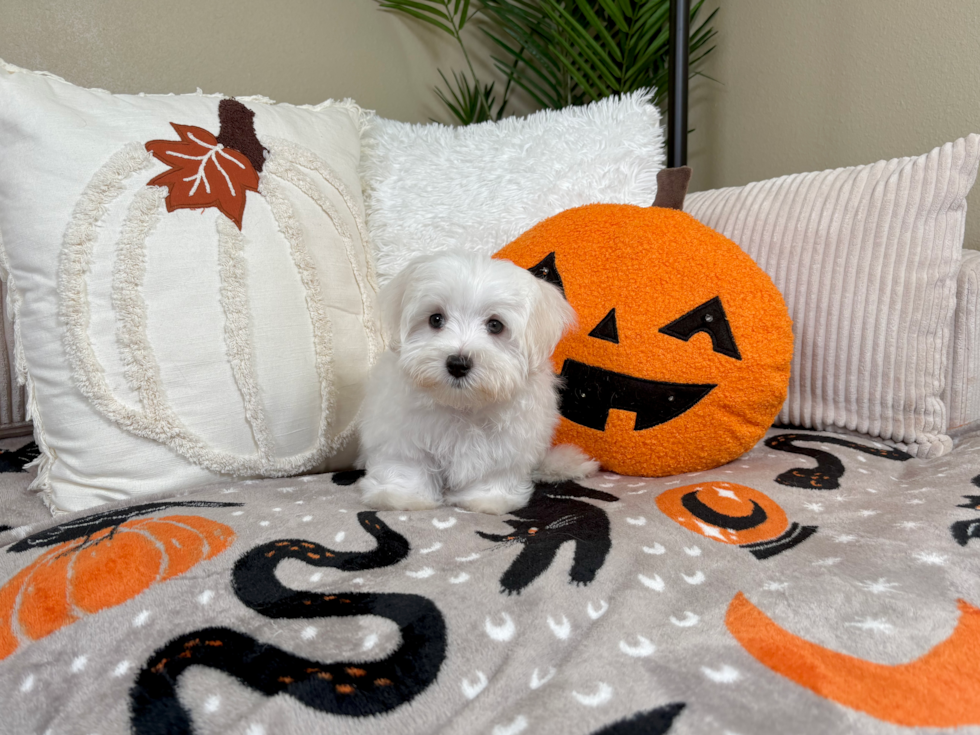 Maltese Pup Being Cute