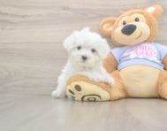 8 week old Maltese Puppy For Sale - Lone Star Pups