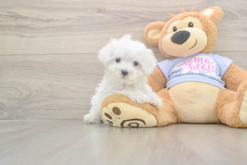Meet Lancelot - our Maltese Puppy Photo  1/3 - Lone Star Pups Maltese Pup Being Cute