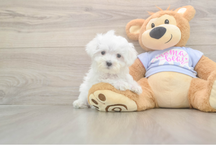 Meet Lancelot - our Maltese Puppy Photo  1/3 - Lone Star Pups Maltese Pup Being Cute