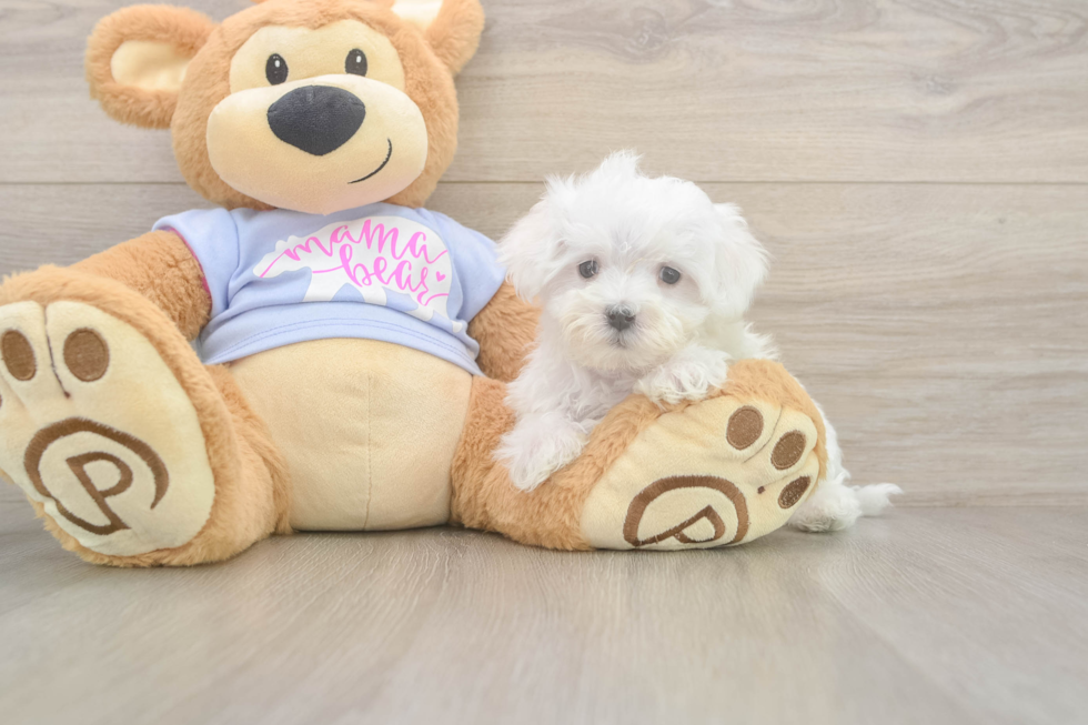 Meet Lancelot - our Maltese Puppy Photo  2/3 - Lone Star Pups Maltese Puppy for Adoption