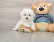 8 week old Maltese Puppy For Sale - Lone Star Pups