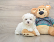 7 week old Maltese Puppy For Sale - Lone Star Pups