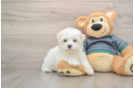 Hypoallergenic Maltese Purebred Pup