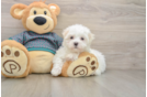Adorable Maltese Purebred Puppy