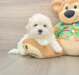 8 week old Maltese Puppy For Sale - Lone Star Pups