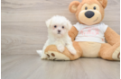 Best Maltese Baby