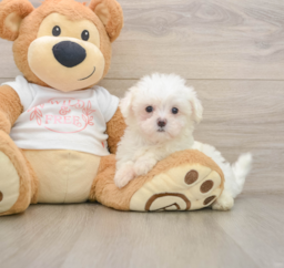 8 week old Maltese Puppy For Sale - Lone Star Pups