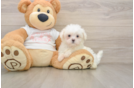 Sweet Maltese Purebred Puppy