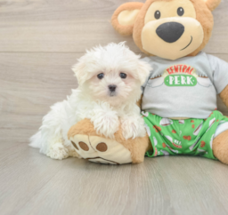 7 week old Maltese Puppy For Sale - Lone Star Pups