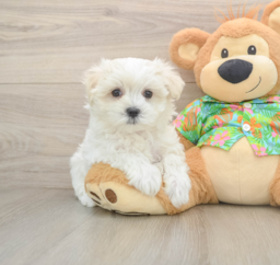 8 week old Maltese Puppy For Sale - Lone Star Pups