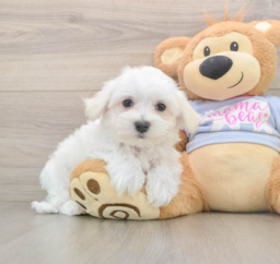 8 week old Maltese Puppy For Sale - Lone Star Pups