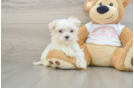 Maltese Pup Being Cute