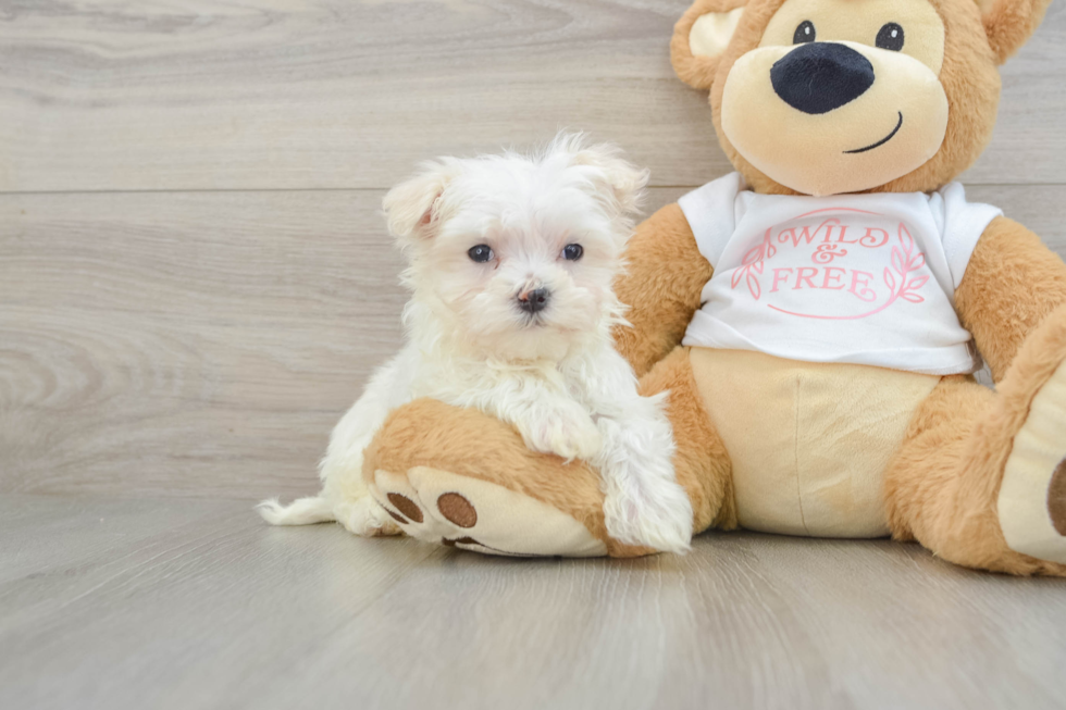 Maltese Pup Being Cute