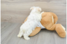 Hypoallergenic Maltese Purebred Pup