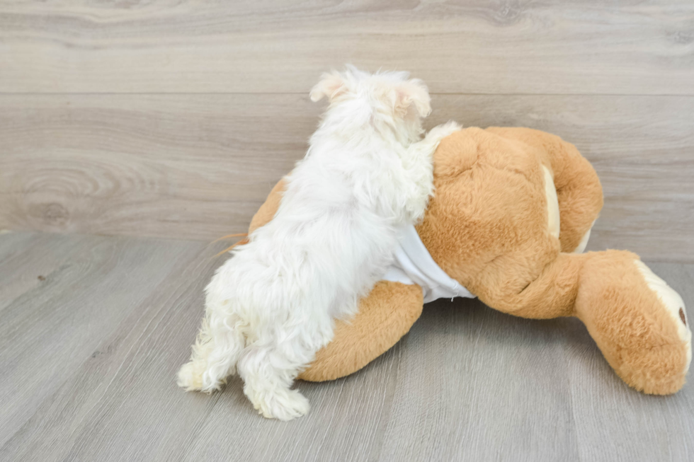 Hypoallergenic Maltese Purebred Pup