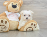8 week old Maltese Puppy For Sale - Lone Star Pups