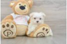 Popular Maltese Purebred Pup