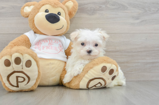 Popular Maltese Purebred Pup
