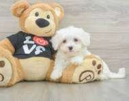8 week old Maltese Puppy For Sale - Lone Star Pups