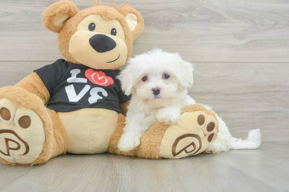 8 week old Maltese Puppy For Sale - Lone Star Pups