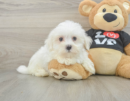 8 week old Maltese Puppy For Sale - Lone Star Pups