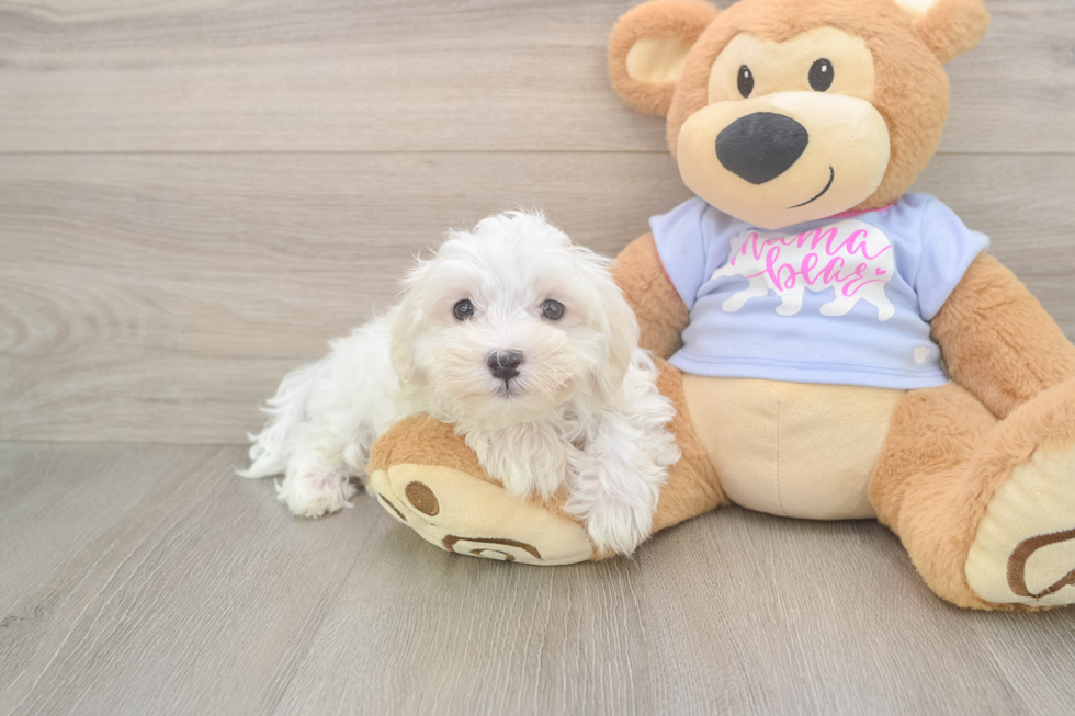 Maltese Puppy for Adoption