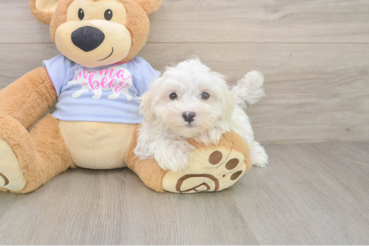 Popular Maltese Baby