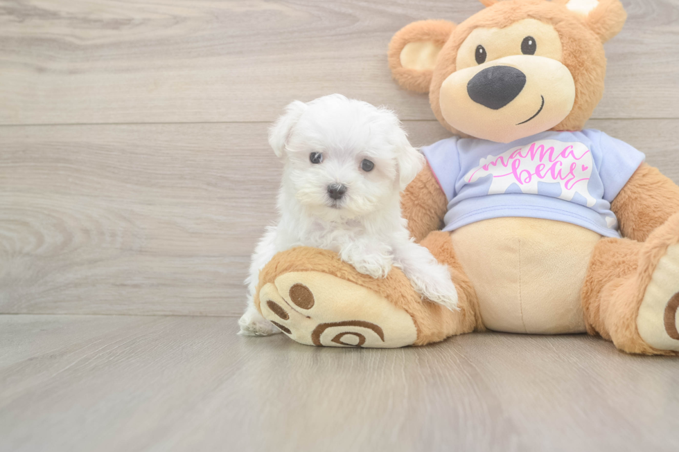 Meet Lennox - our Maltese Puppy Photo  1/3 - Lone Star Pups Maltese Puppy for Adoption