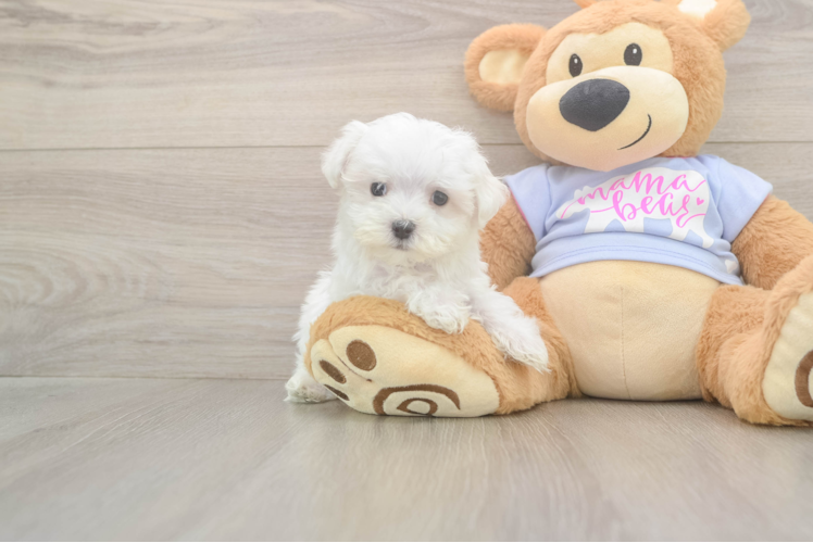 Meet Lennox - our Maltese Puppy Photo  1/3 - Lone Star Pups Maltese Puppy for Adoption