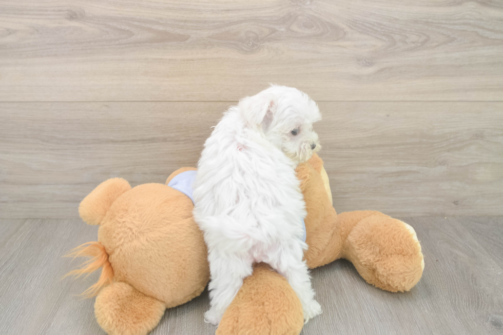 Meet Lennox - our Maltese Puppy Photo  3/3 - Lone Star Pups Hypoallergenic Maltese Purebred Pup
