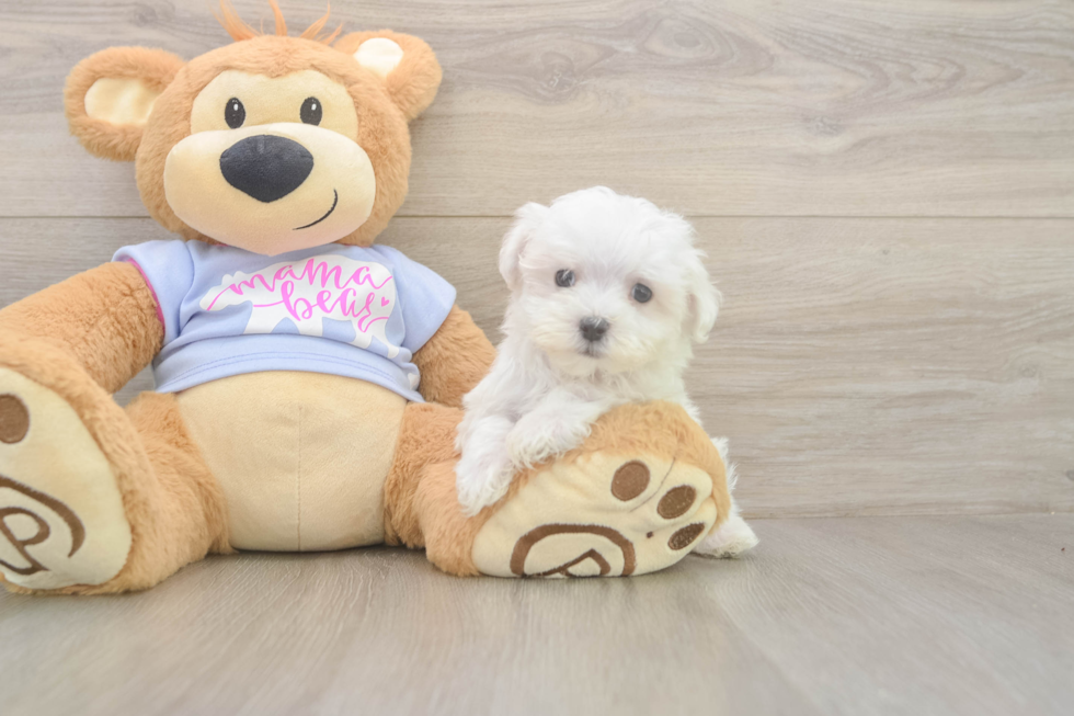 Meet Lennox - our Maltese Puppy Photo  2/3 - Lone Star Pups Funny Maltese Baby