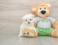 7 week old Maltese Puppy For Sale - Lone Star Pups