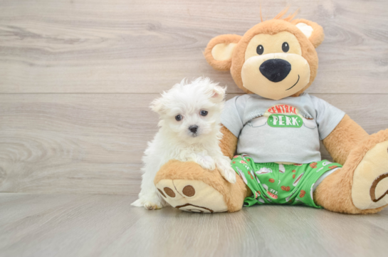 Maltese Pup Being Cute