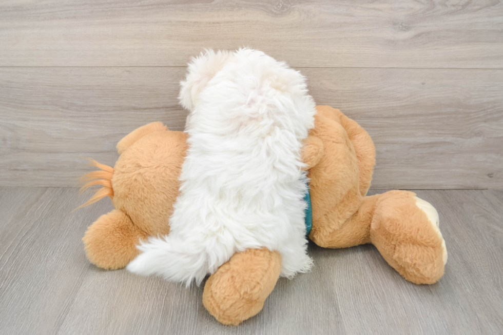 Little Maltese Purebred Pup