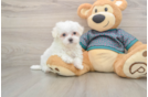 Cute Maltese Purebred Puppy